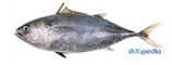 bluefin tuna