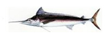 blue marlin