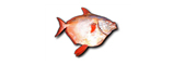 lampridae