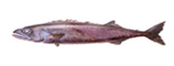 oil fish
