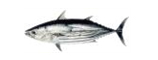 skipjack tuna