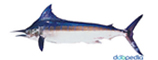 striped marlin 