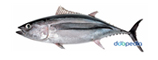 albacore