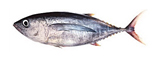 bigeye tuna