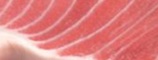 bluefin tuna