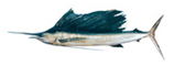 pacific sailfish