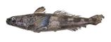 patagonian toothfish