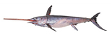 swordfish