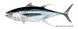 yellowfin tuna